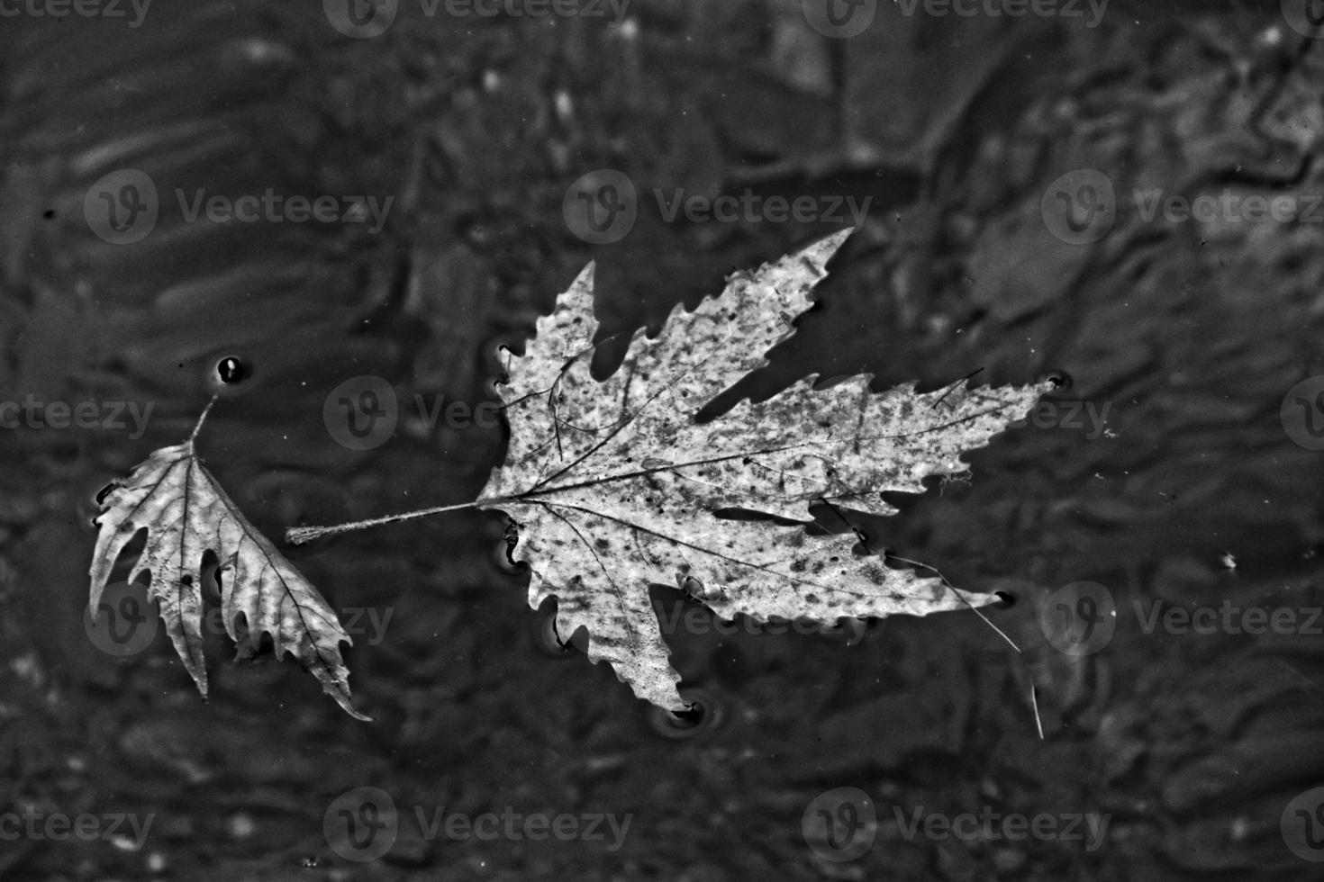 Herbst farbig Blatt Lügen auf sauber kalt Wasser foto