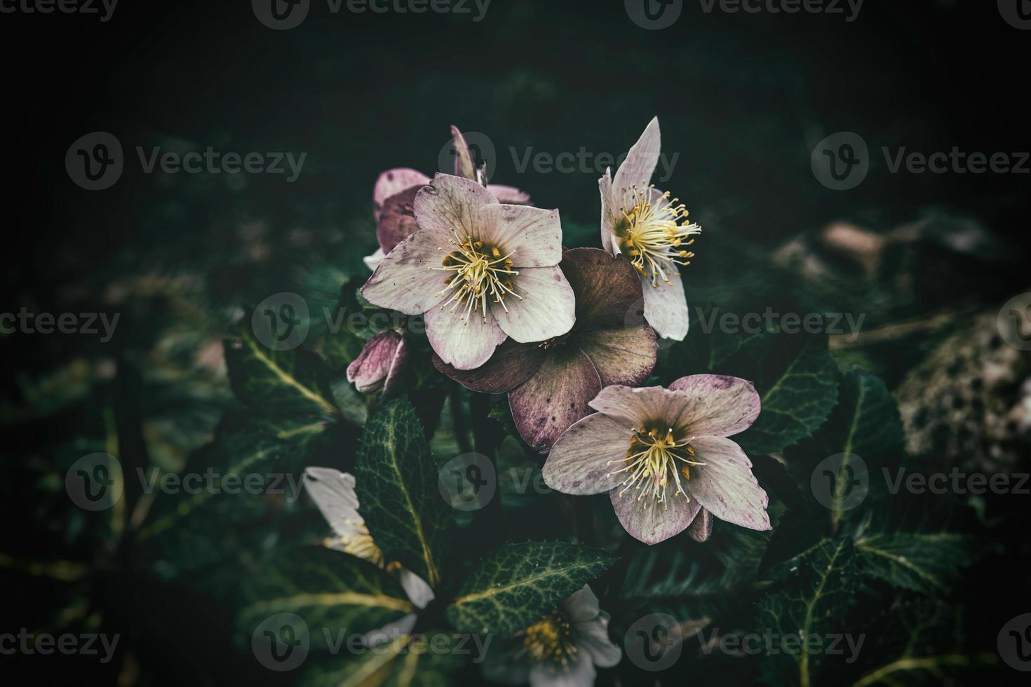 Frühling blass Rosa Nieswurz gegen das Hintergrund von dunkel Grün Blätter im das Park foto