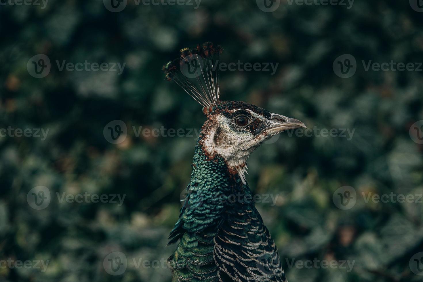 bunt Pfau Vogel im das Park auf ein kalt Tag draußen foto