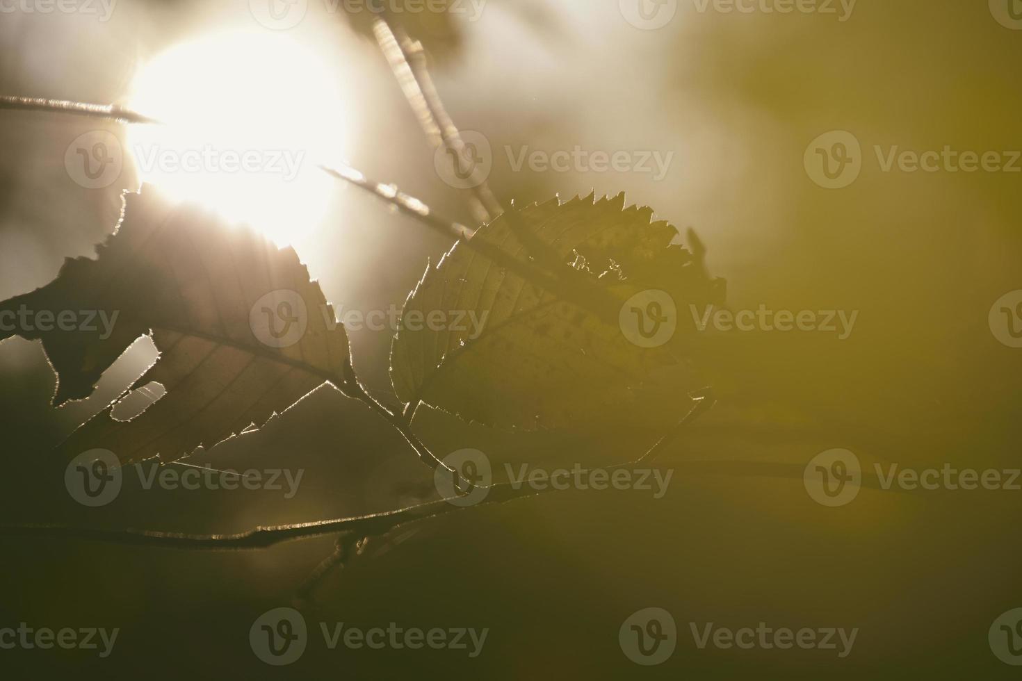 bunt Herbst Blätter auf ein Baum Ast im das warm Sonnenschein foto