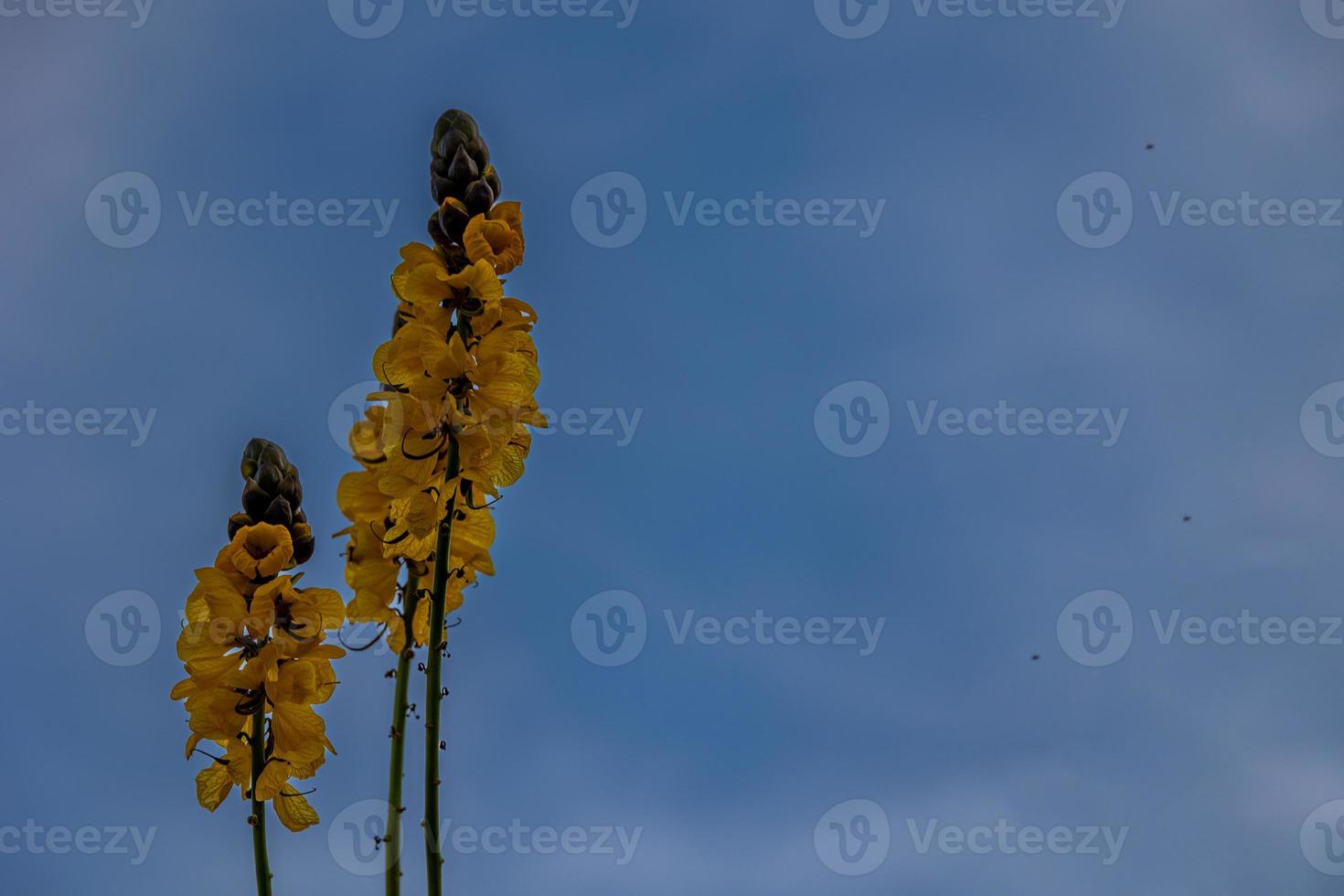 Gelb Blumen gegen das Blau Himmel im das Sommer- Garten foto