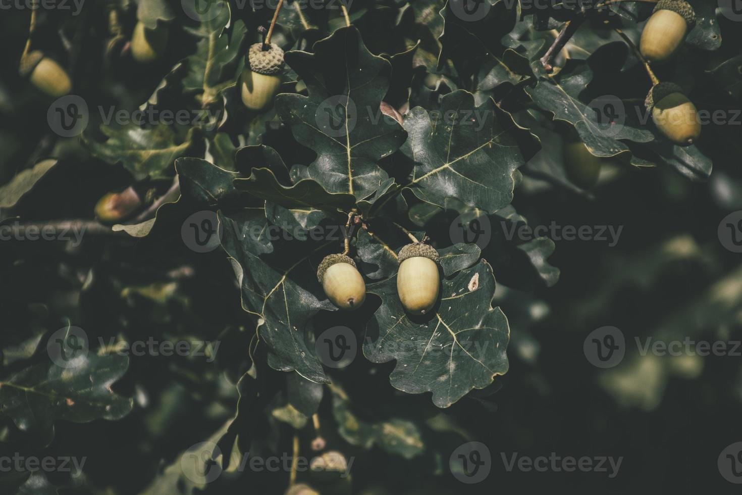 Grün Herbst Eicheln auf das Ast von ein Eiche unter das Blätter foto