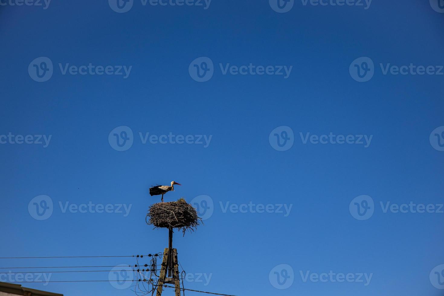 kostenlos Vögel Störche auf ein Hintergrund von das Blau Himmel im Flug Kampf zum Gniazo im das Frühling foto