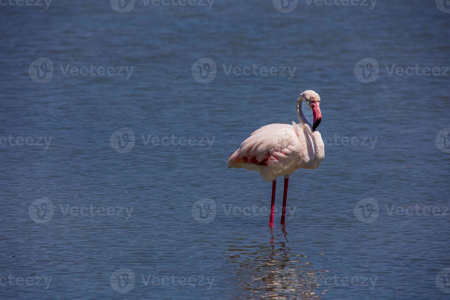 Vogel weiß-rosa Flamingo auf ein salzig Blau See im Calpe Spanien foto