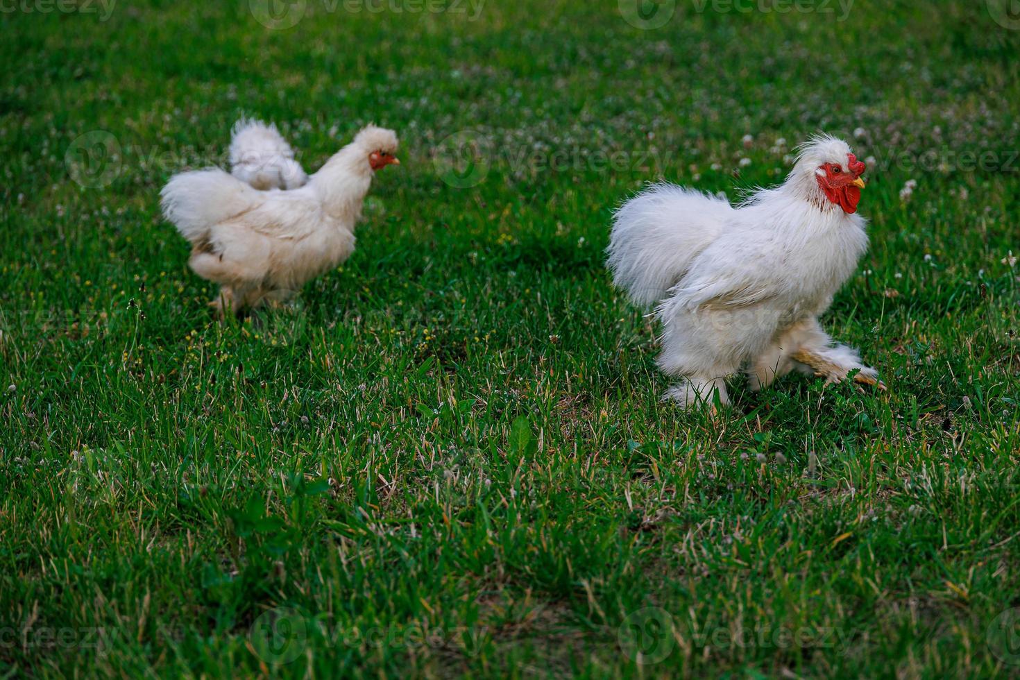 reinrassig Hühner auf das Grün Gras im das Garten auf ein Sommer- Tag organisch Landwirtschaft foto