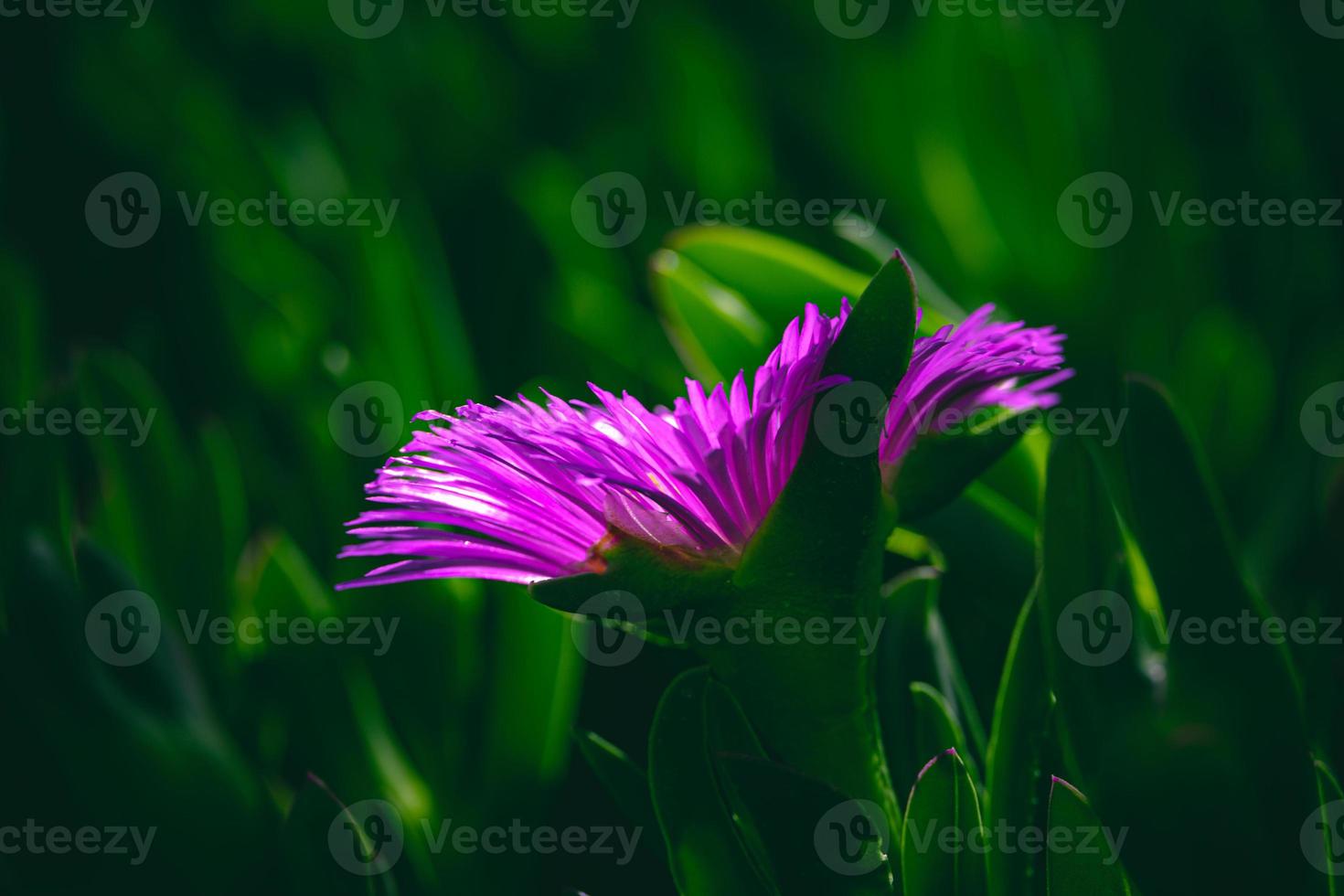 Frühling zart lila Blume Eis Pflanze unter Grün Blätter Nahansicht Bildung das Hintergrund foto