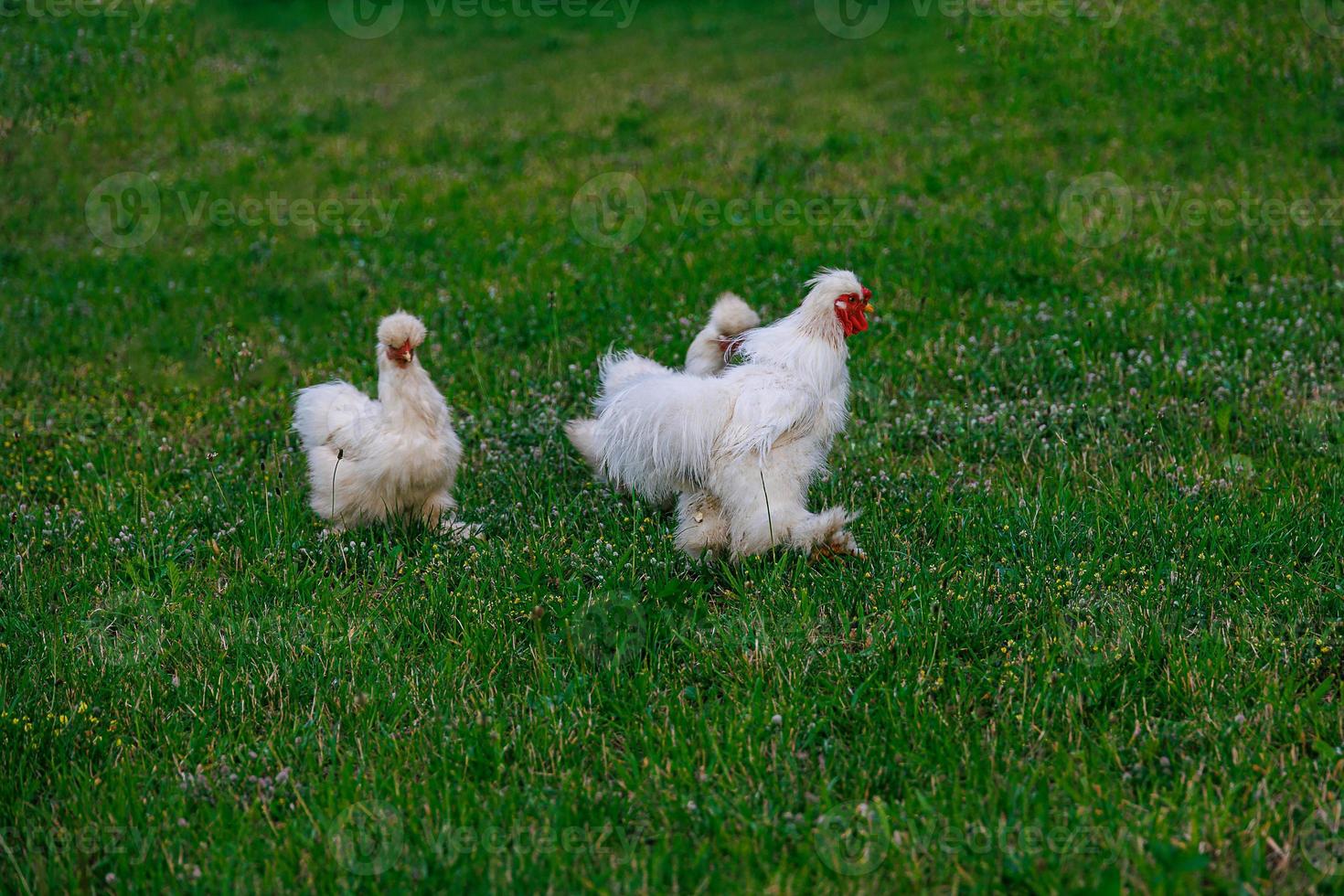 reinrassig Hühner auf das Grün Gras im das Garten auf ein Sommer- Tag organisch Landwirtschaft foto