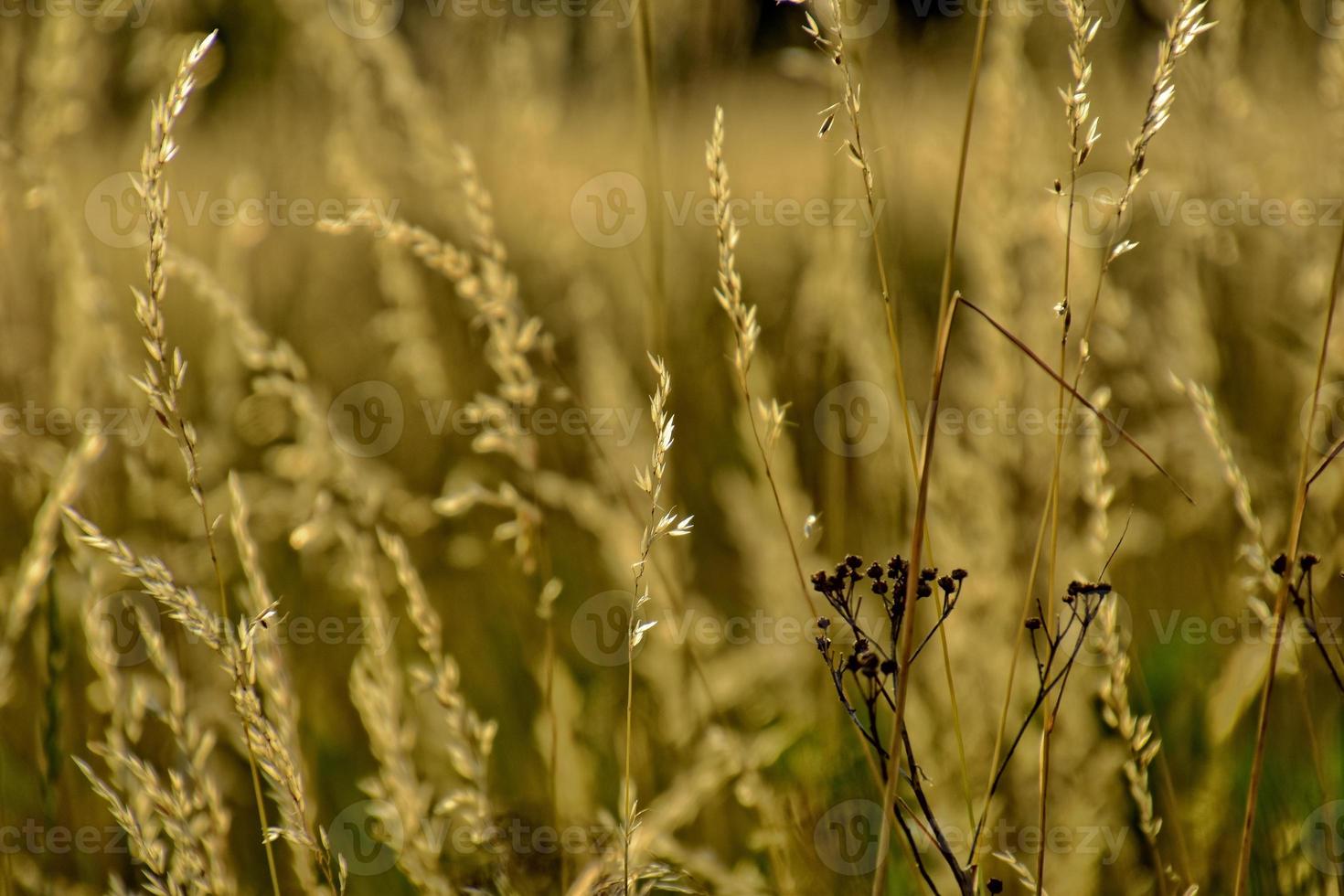 golden Sommer- wild Gras im das ewig warm sanft Sonne foto