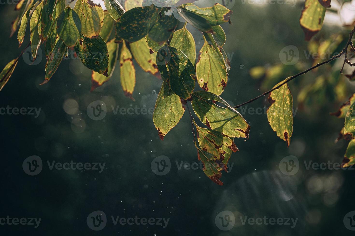 Herbst Gold braun Blätter auf ein Baum auf ein sonnig Tag mit Bokeh foto