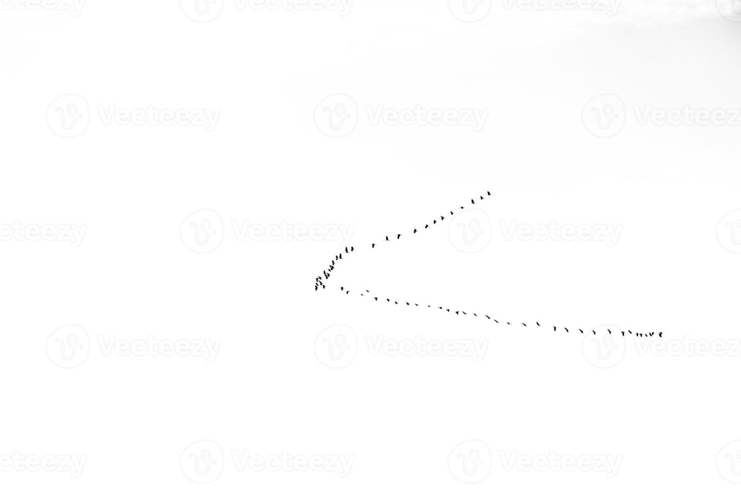 Hintergrund Herde von schwarz Vögel im das Himmel auf ein Weiß Hintergrund Textur zum Kunstwerk foto