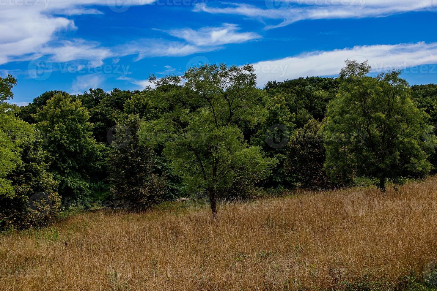 Sommer- Landschaft mit Grün Bäume, Wiese, Felder und Himmel mit Weiß Wolken foto