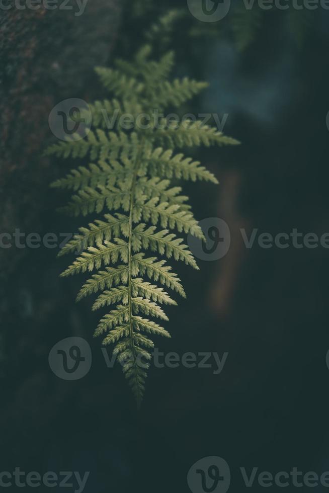 Grün Farn Blatt auf ein dunkel Hintergrund Nahansicht foto