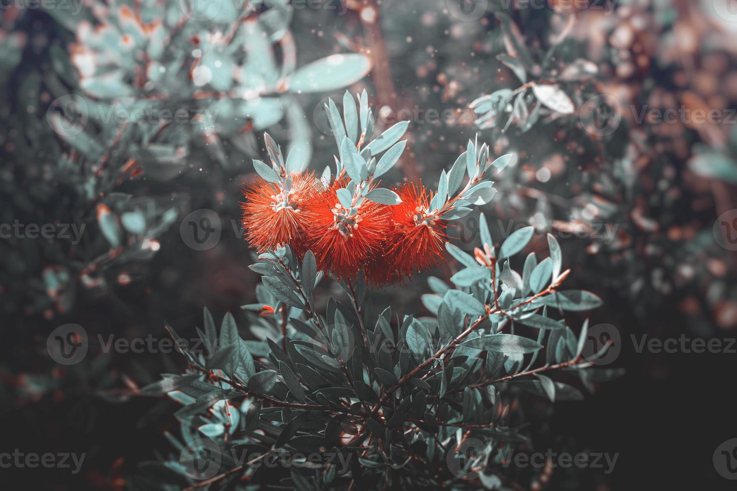 rot Blume im das Garten im das Strahlen von das Sommer- Sonne Nahansicht foto