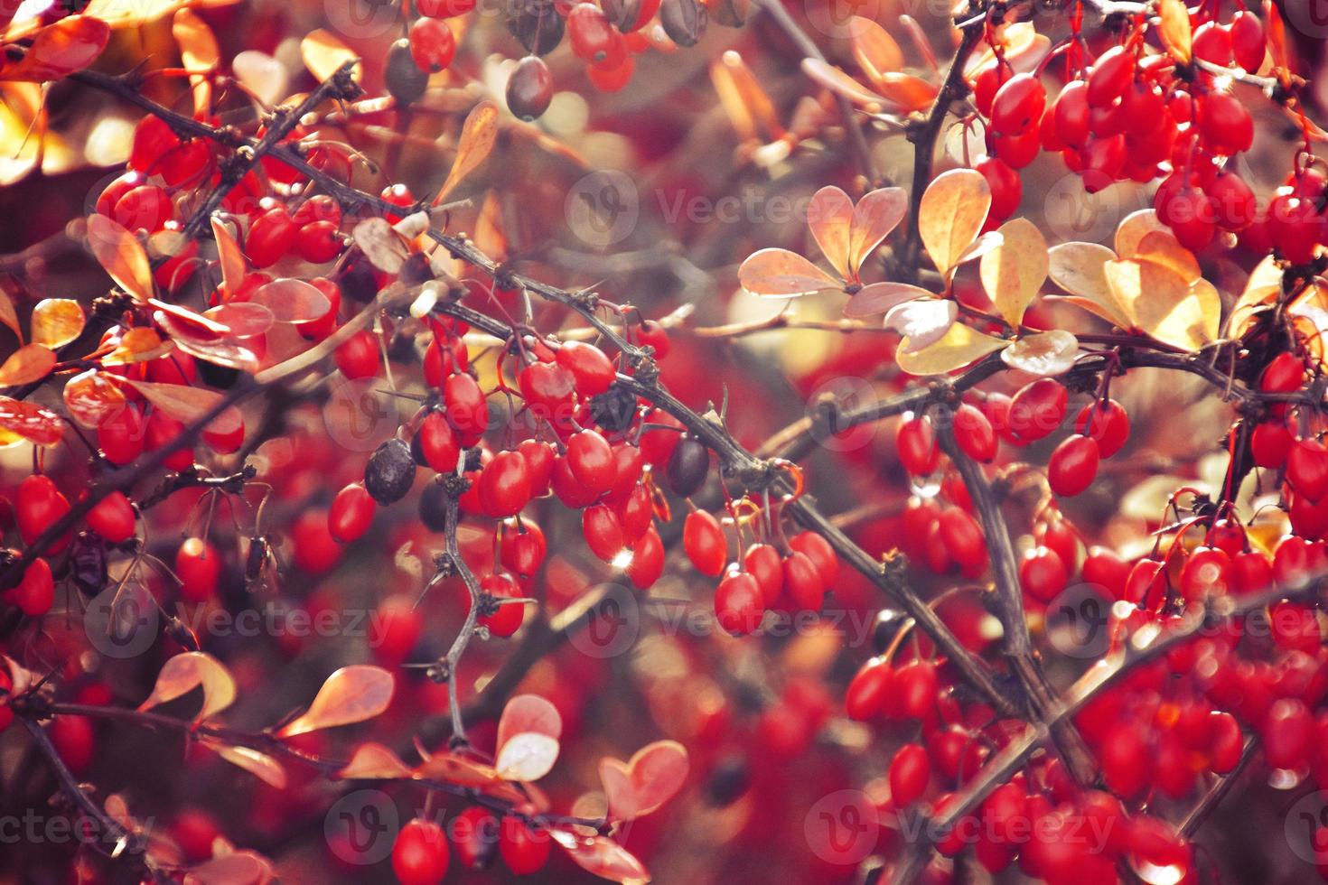 Herbst rot Busch Berberitze im das Strahlen von das Morgen Sonne, foto