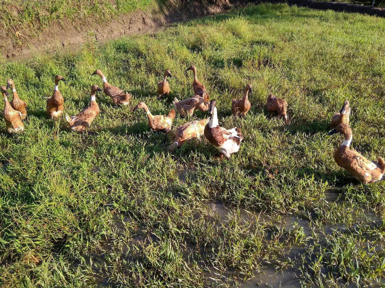 Herde von Enten im das Felder foto