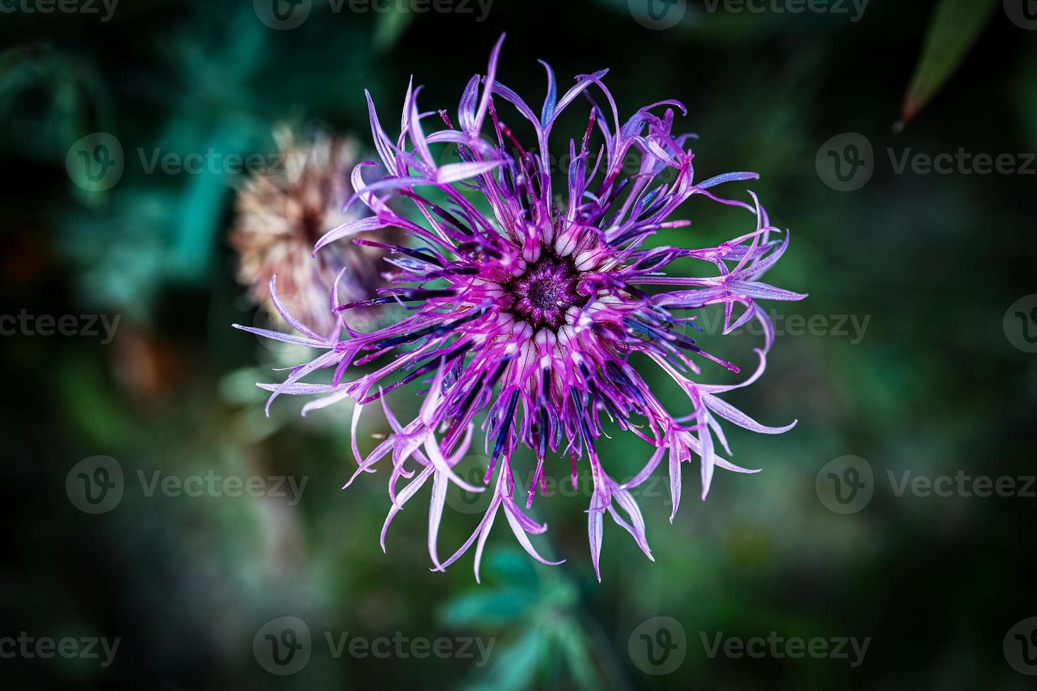 Berg Flockenblume Centaurea Montana öffnen Blume ebenfalls namens Kornblume auf dunkel Grün Hintergrund foto