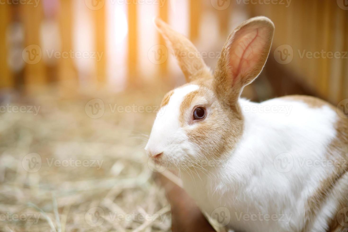 ein süß Weiß und braun gestreift Hase ist beim das Bauernhof. foto