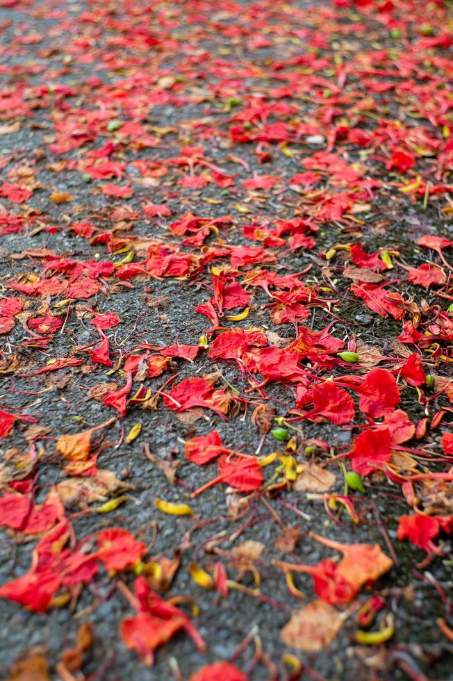 abstrakte Textur und Hintergrund der roten Blütenblumen, die auf den Betonboden fallen foto