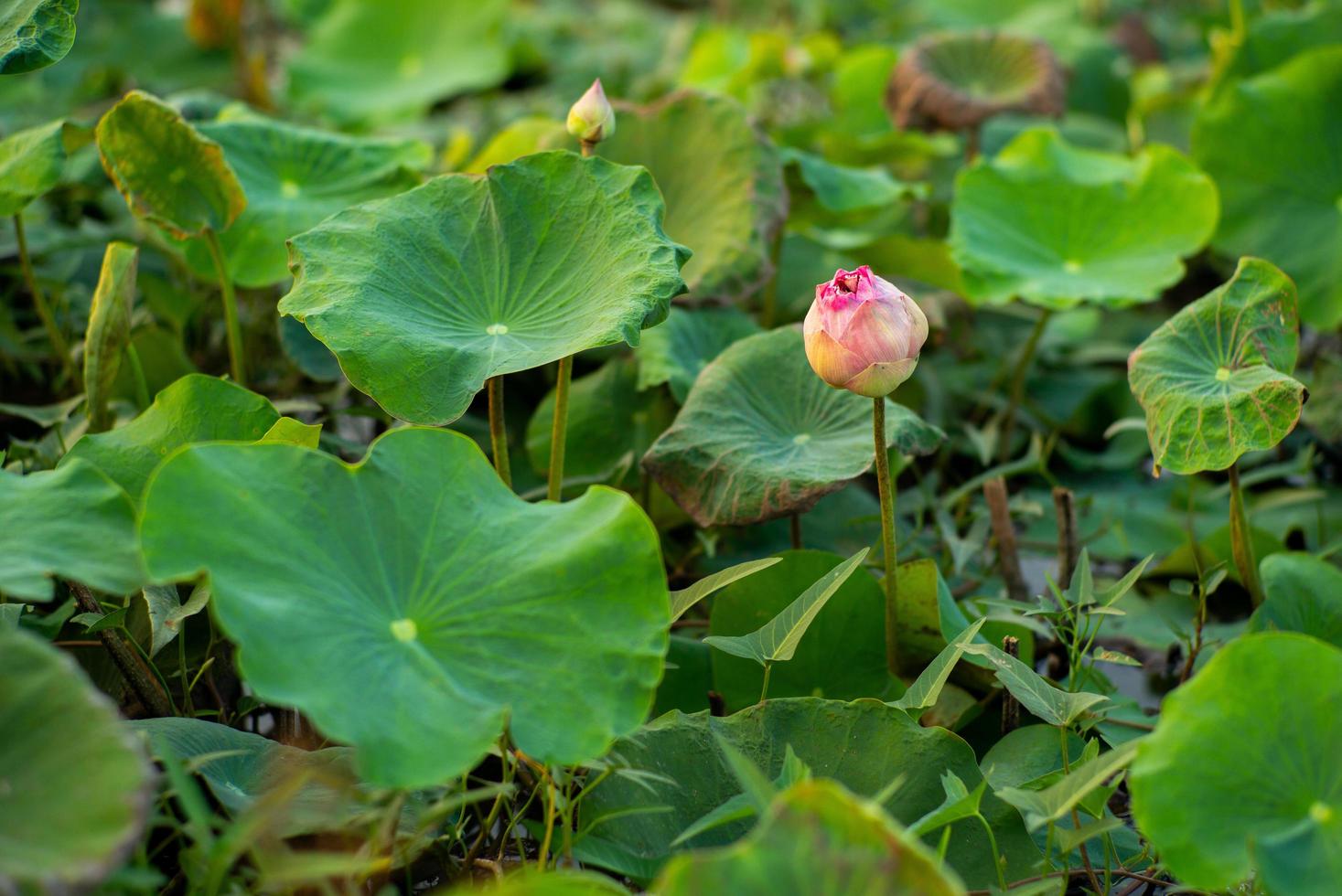 Selektiver Nahfokus auf blütenrosa Lotus mit verschwommenen grünen Blättern im Hintergrund foto