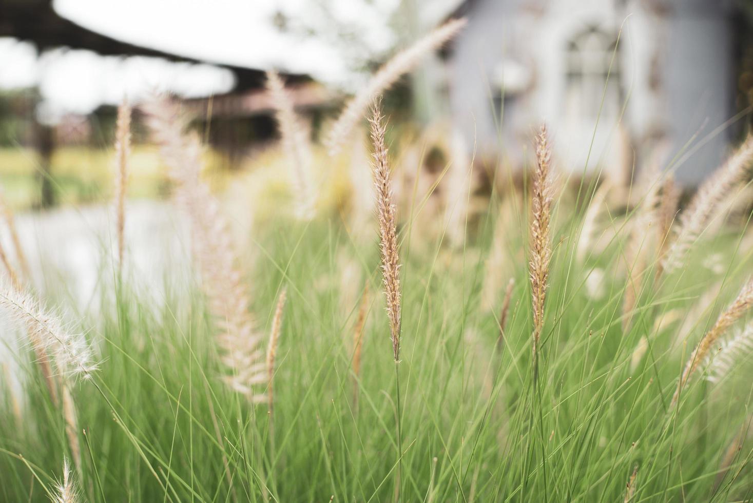 selektives Fokusbild von Blumengras auf der Wiese foto