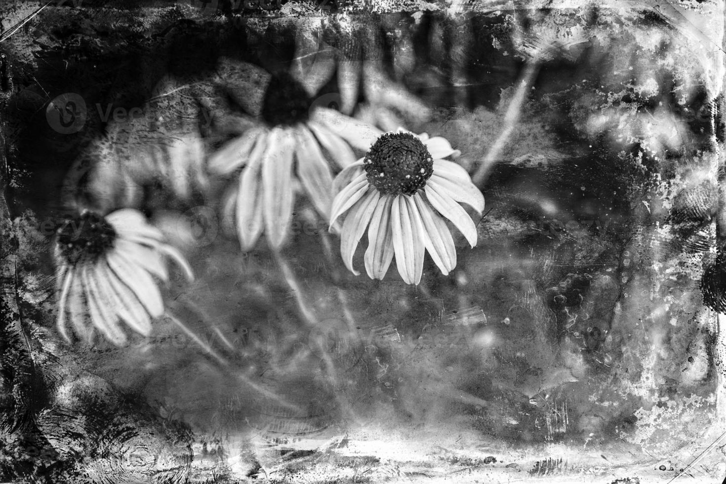 Schwarz und weiß Blumen auf ein interessant Hintergrund foto