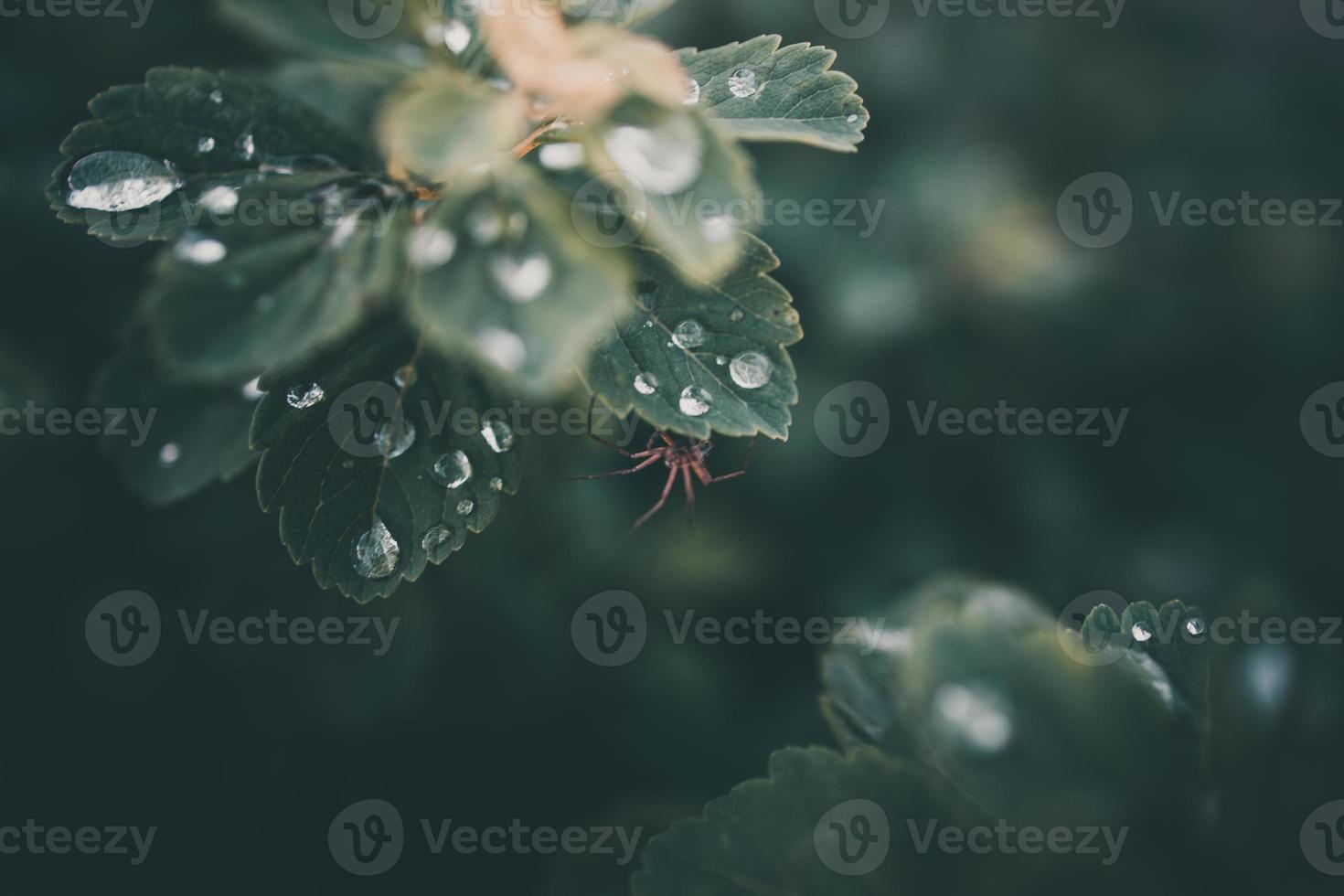 Regen Tropfen im Nahansicht auf das Blätter von das Pflanze foto