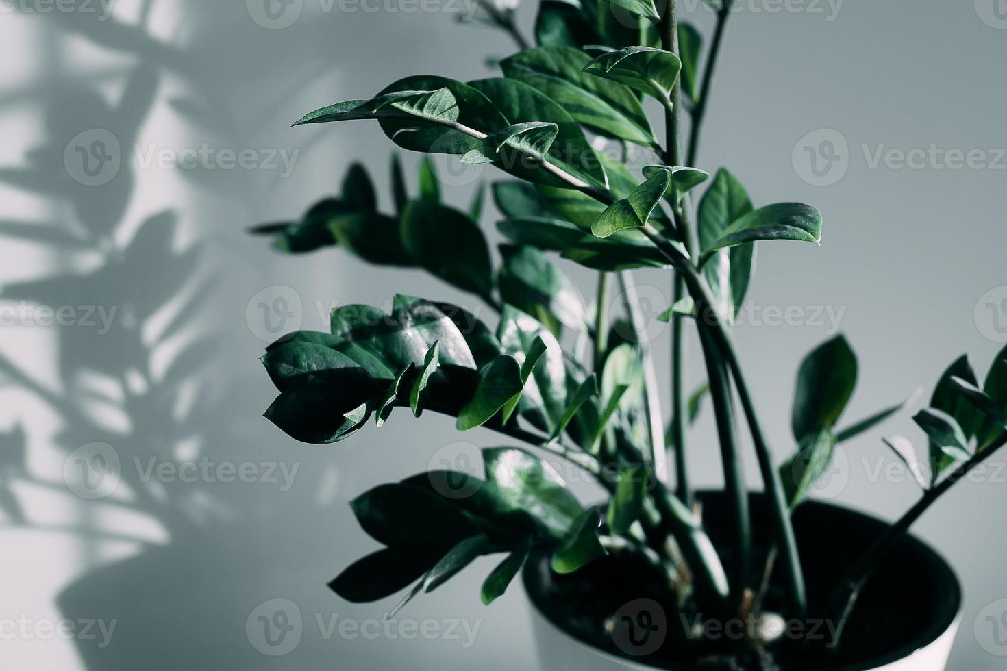 Haus Pflanze und Schatten von Blumen im das Leben Zimmer. foto