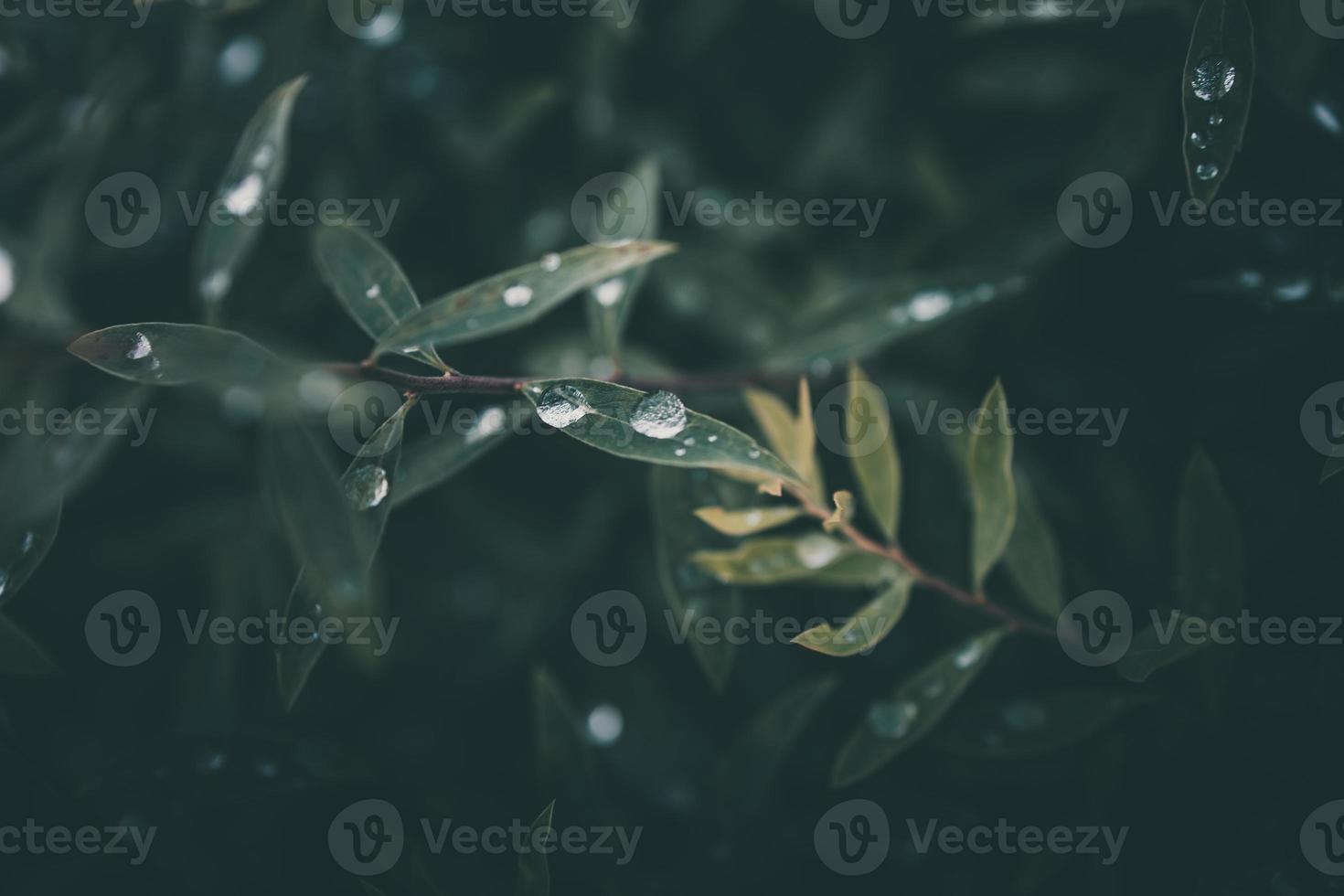 Regen Tropfen im Nahansicht auf das Blätter von das Pflanze foto