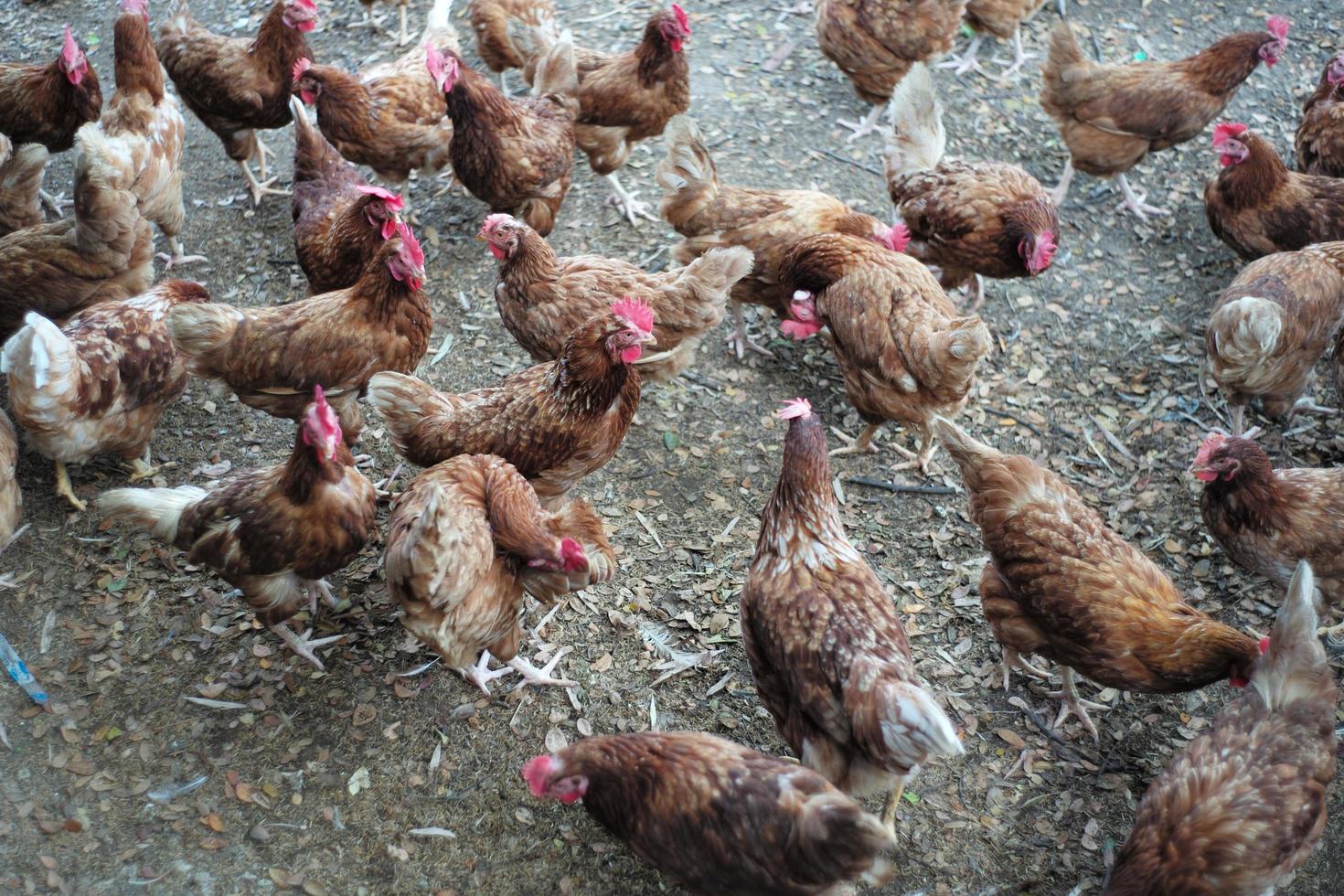Menge von Hühnern, die um die Farm herumgehen foto