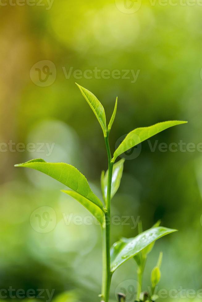 Tee Blätter im frisch Garten. foto