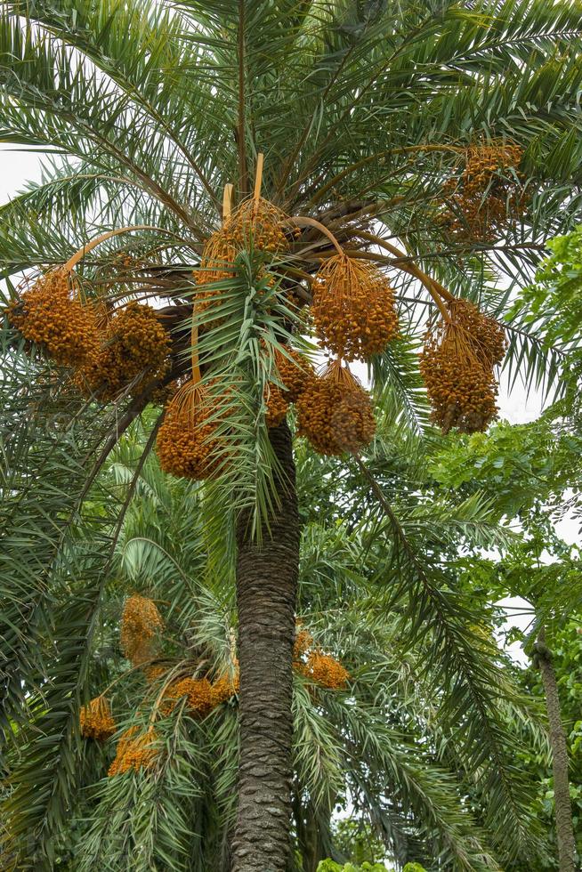 roh Bündel von Datum Palme hängend auf das Baum. foto