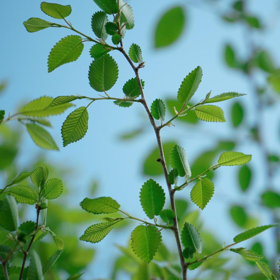 grüne Baumblätter in der Frühlingssaison foto