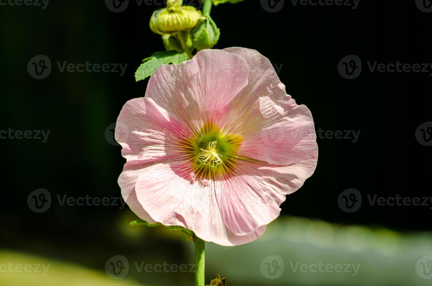 rosa Malvenblume foto