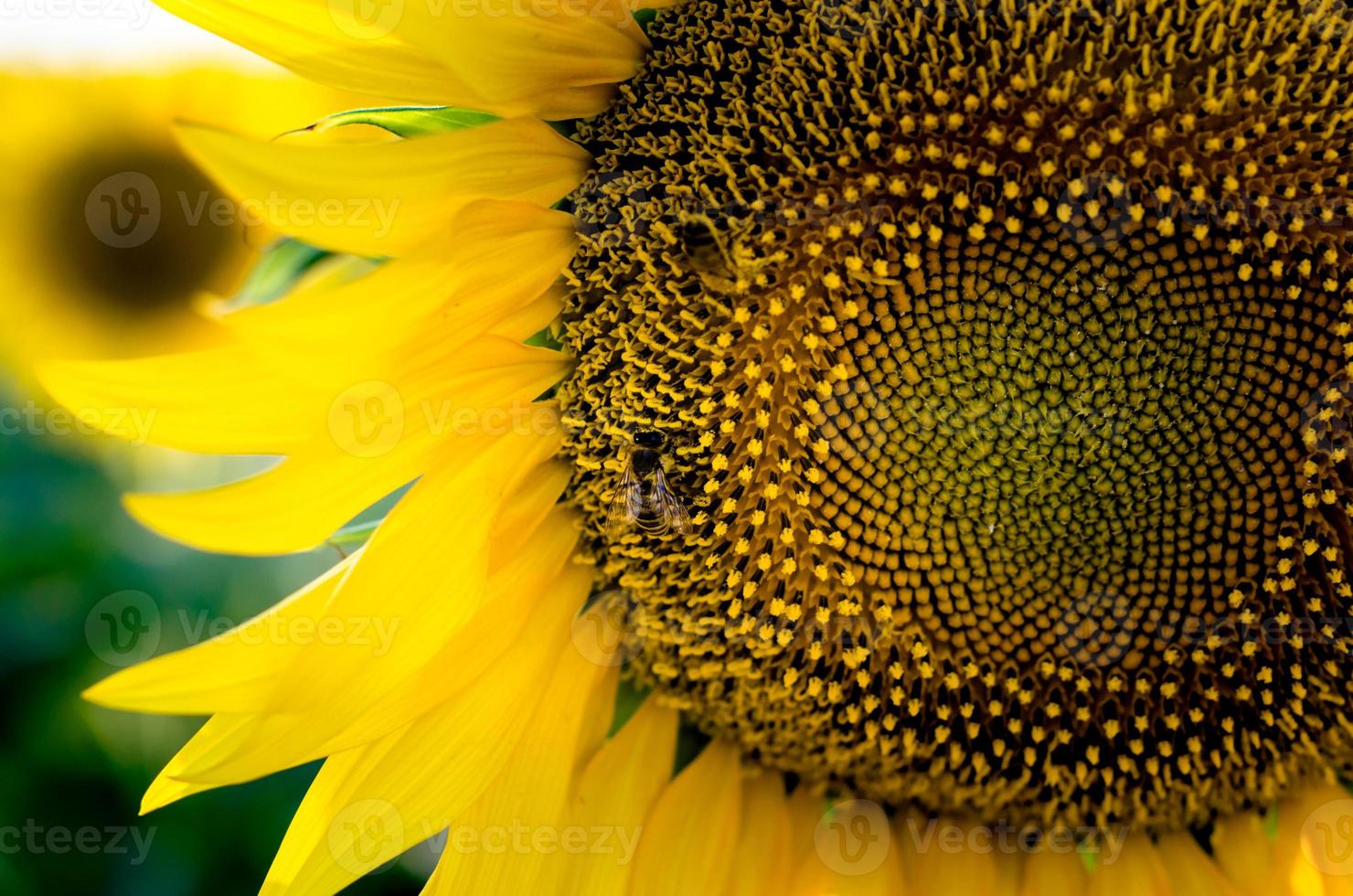 Biene auf einer Sonnenblume foto
