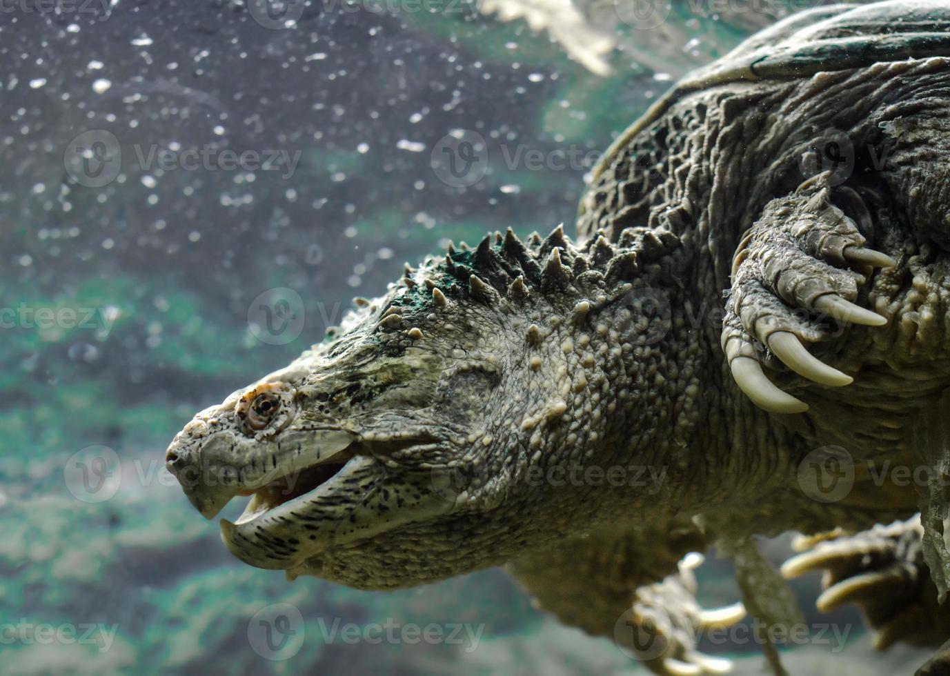 Kaimanschildkröte im Wasser foto