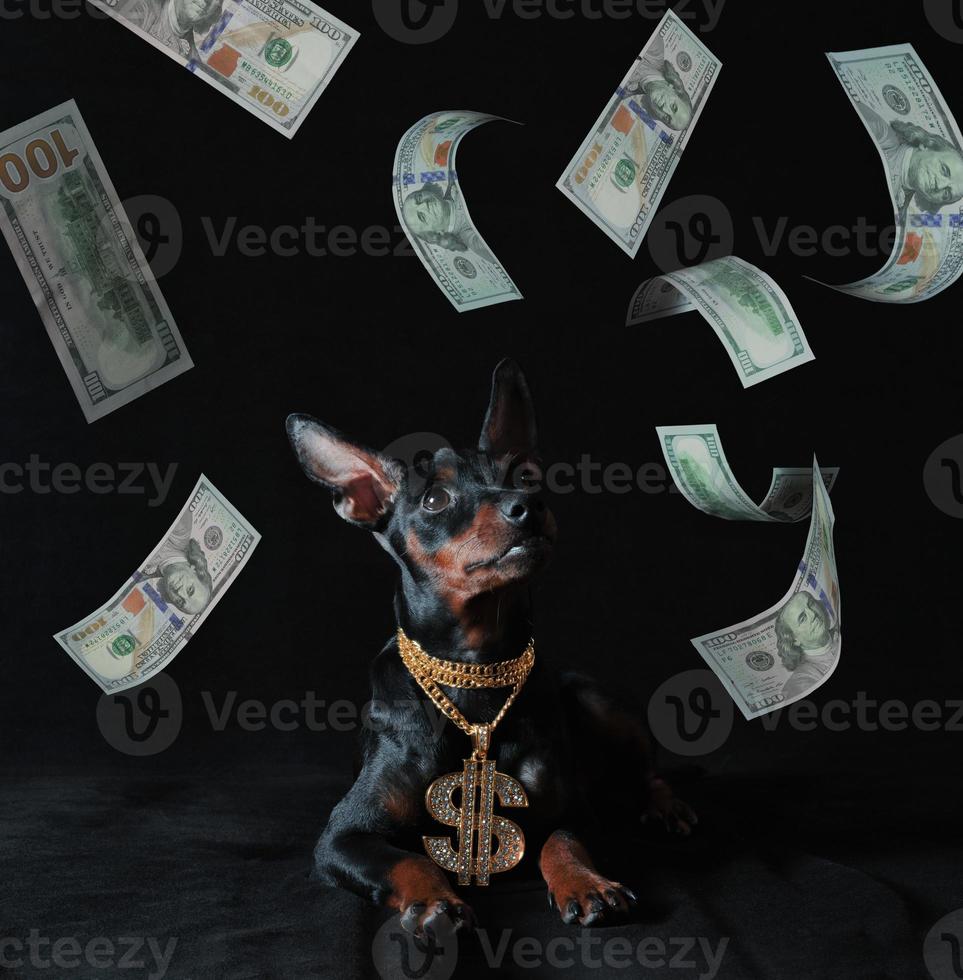 Miniatur Pinscher Welpe mit einem goldenen Anhänger und Geld auf einem schwarzen Hintergrund foto