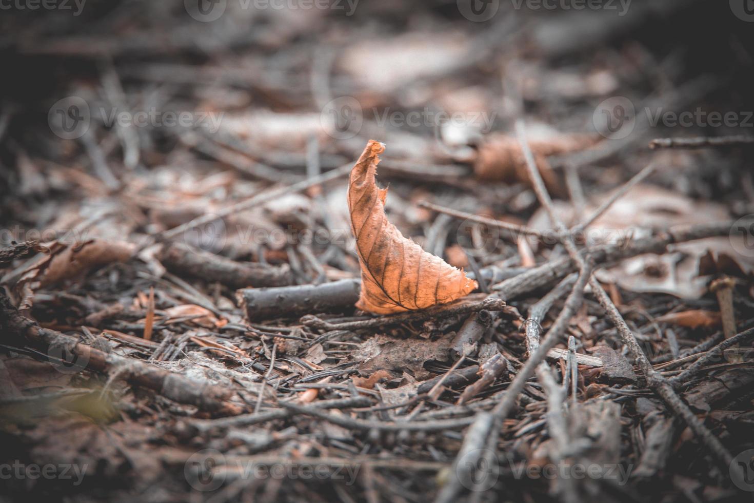 braun Herbst Blatt Lügen auf das Boden im das Wald foto