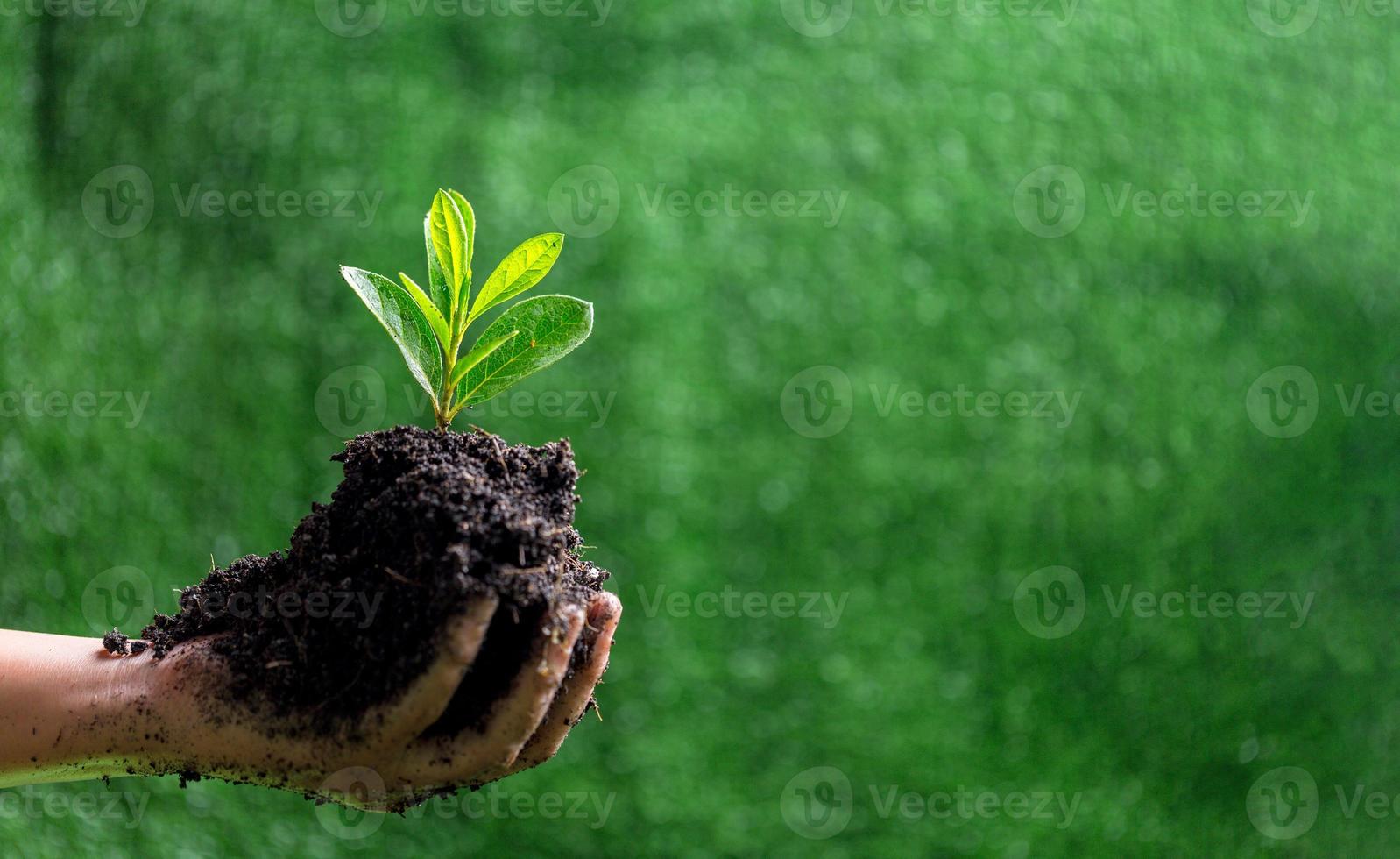 Menschen sind schützen klein Pflanzen durch Hand auf Grün verwischen Natur Hintergrund, Erde Tag oder Welt Umgebung Tag Konzept. Grün Welt und nachhaltig Erhaltung von Wald Ressourcen. foto