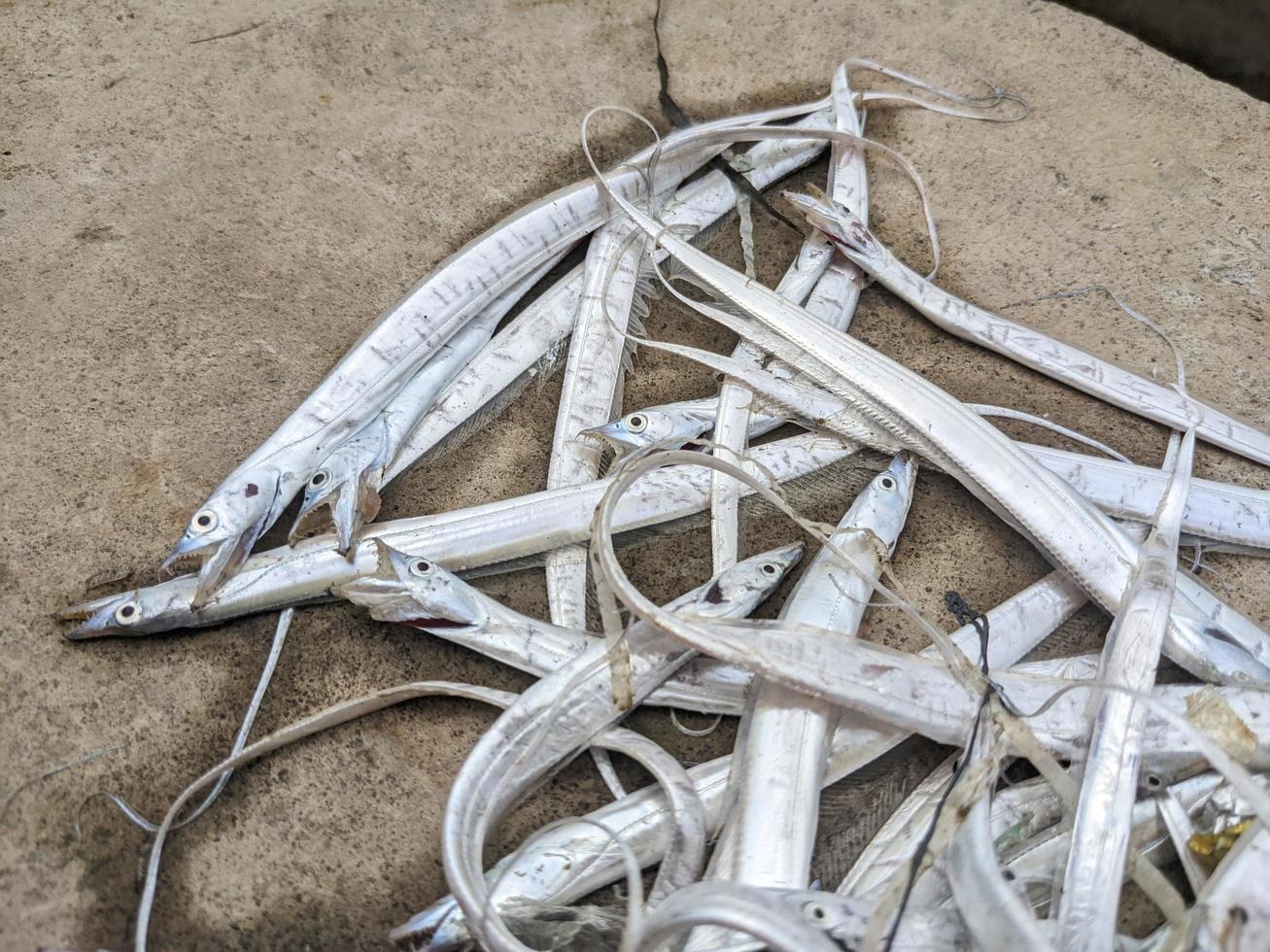 schließen oben von Laie Fisch Indonesien Täglich Angeln wann trocken Jahreszeit. das Foto ist geeignet zu verwenden zum Umgebung Poster, Angeln Poster und Fisch Inhalt Medien.