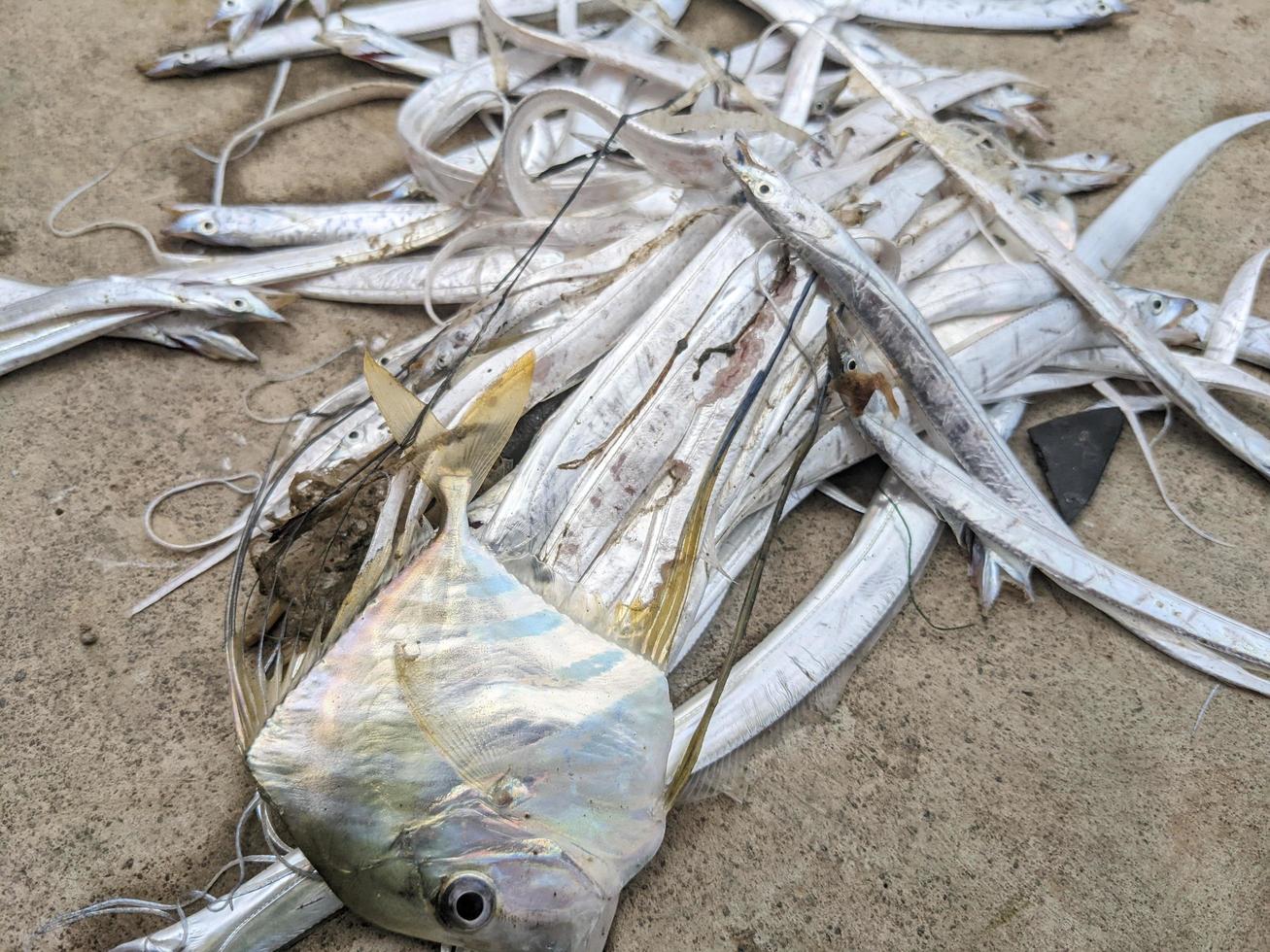 schließen oben von Laie Fisch Indonesien Täglich Angeln wann trocken Jahreszeit. das Foto ist geeignet zu verwenden zum Umgebung Poster, Angeln Poster und Fisch Inhalt Medien.