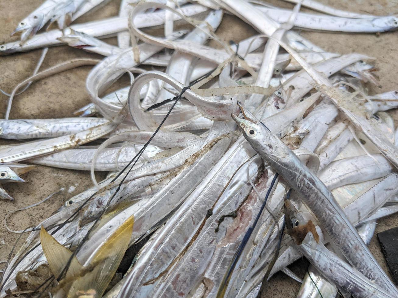 schließen oben von Laie Fisch Indonesien Täglich Angeln wann trocken Jahreszeit. das Foto ist geeignet zu verwenden zum Umgebung Poster, Angeln Poster und Fisch Inhalt Medien.