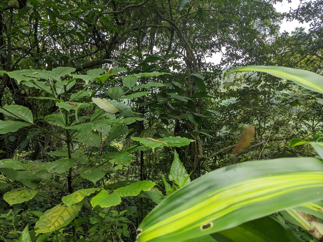 schließen oben Foto von Drachen fliegen Über das Grün verlassen auf das tropisch Wald. das Foto ist geeignet zu verwenden zum Natur Poster, wild Leben Hintergrund und Tier Inhalt Medien.