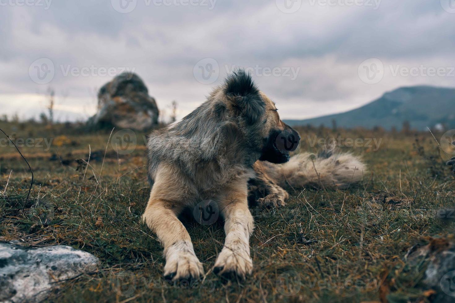 Straße Hund Karach draußen Landschaft Reise foto