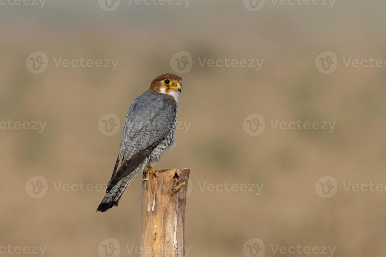 rothalsig Falke oder Falco schicker beobachtete in der Nähe von nalsarovar im Gujarat, Indien foto