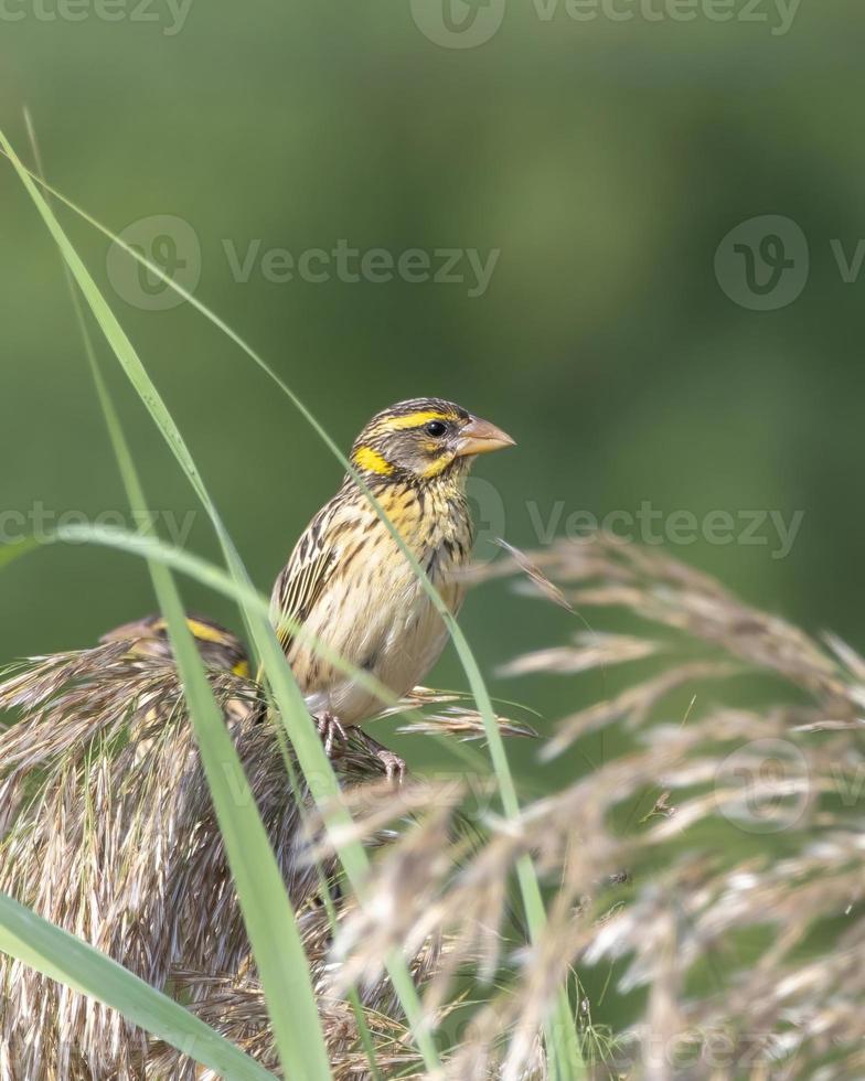 gestreift Weber oder Ortus vielar beobachtete im größer rann von kutch im Gujarat foto