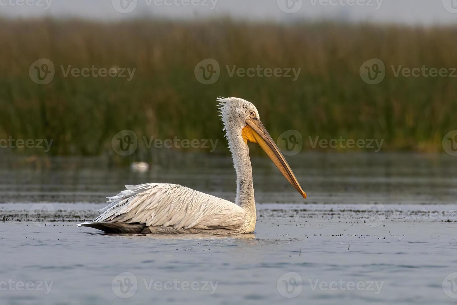 Dalmatiner Pelikan oder Pelecanus knusprig, beobachtete im nalsarovar im Gujarat, Indien foto