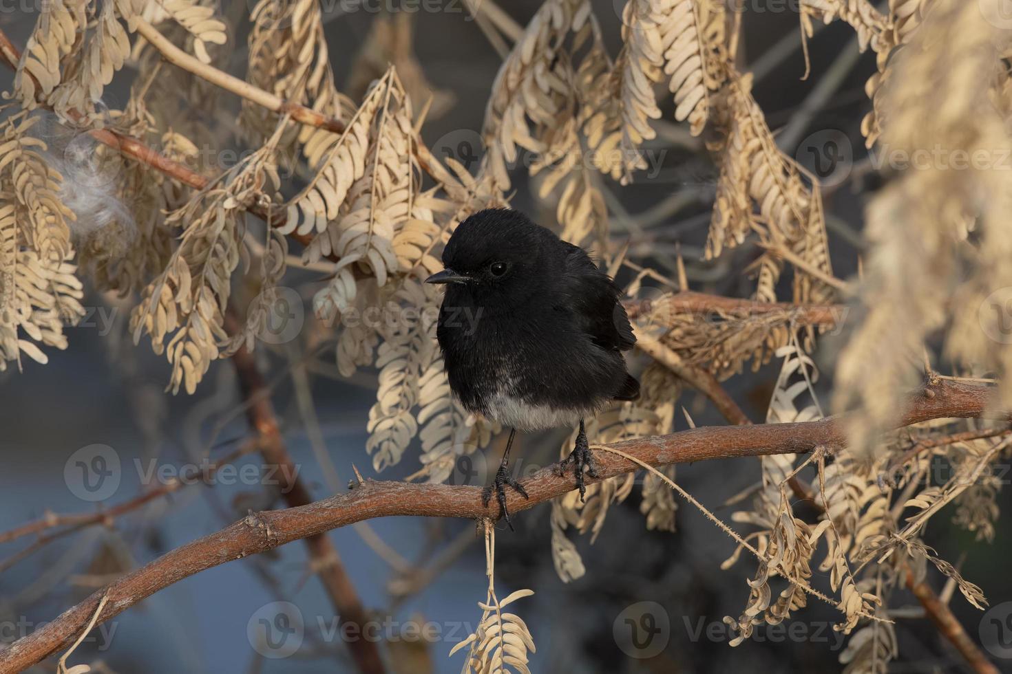 gescheckt Busch Plaudern oder Saxicola caprata beobachtete in der Nähe von nalsarovar im Gujarat, Indien foto