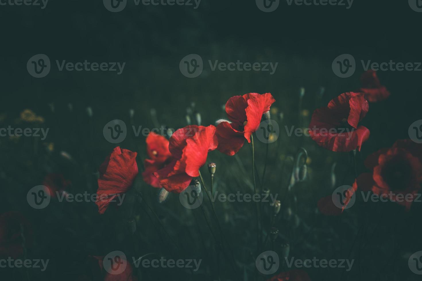 Mohnblumen wachsend unter Grün Gras auf ein Sommer- Tag foto