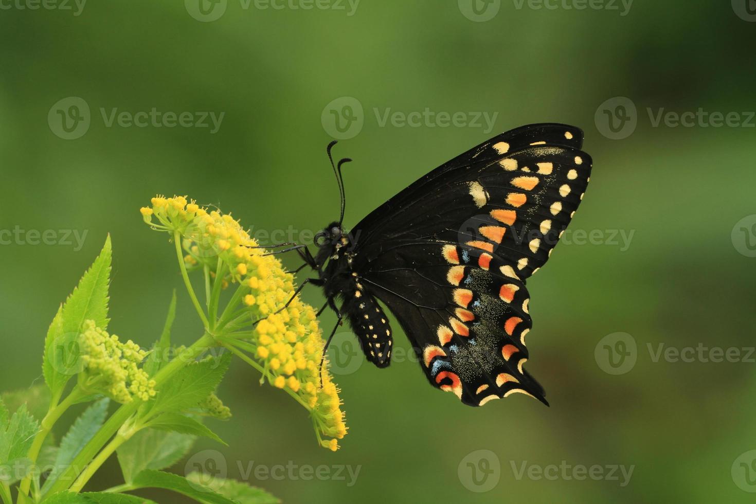 kurz beschattet Schwalbenschwanz Schmetterling foto