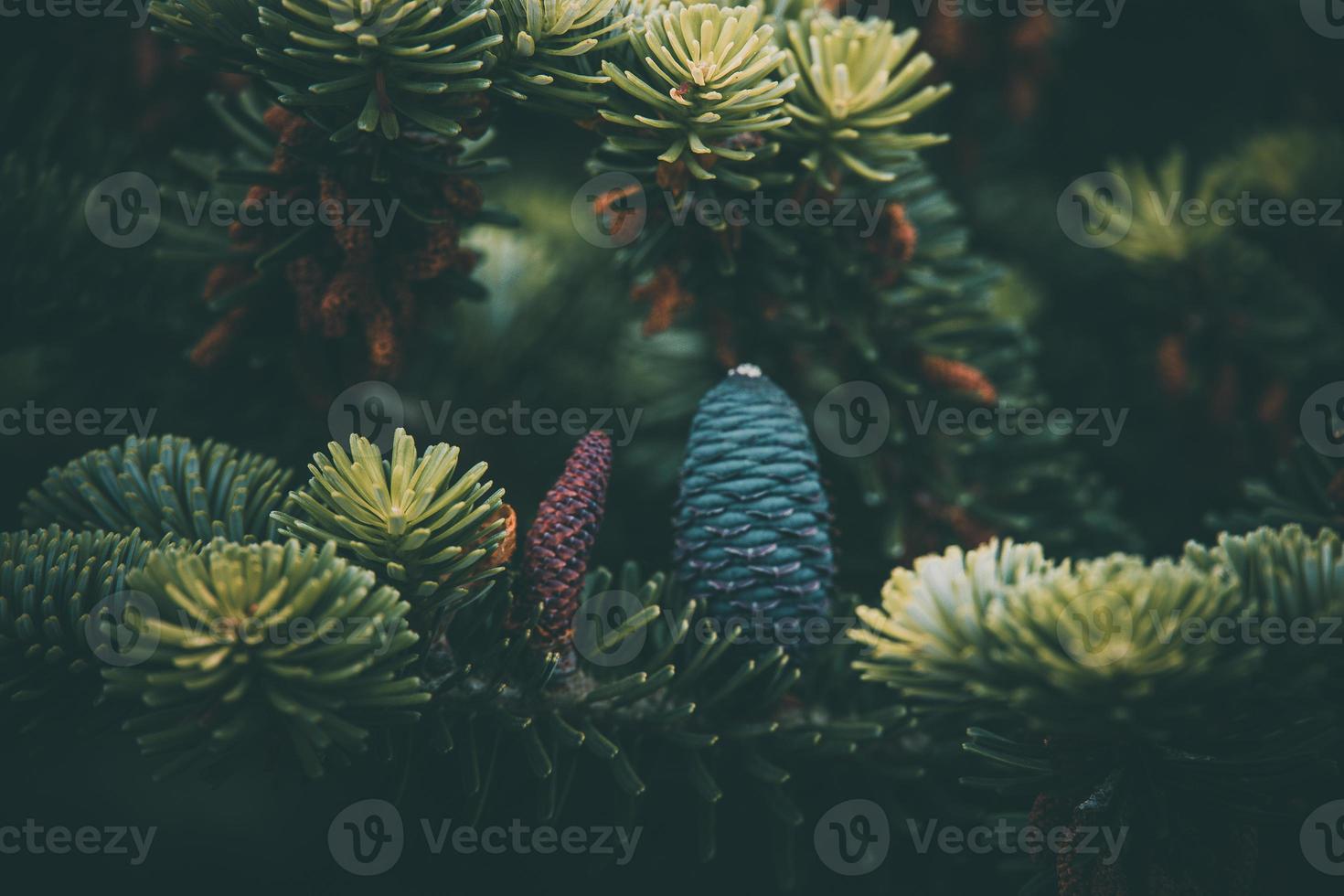 Blau Kiefer Kegel auf das Ast von Nadelbaum im Nahansicht foto